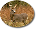 Hunting Properties For Sale