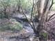 121.5 Improved with a 1900 Residence - Heavily Wooded W Stream
