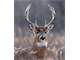 125 Acres Prime Michigan Deer Hunting