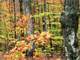 160 Acres Untouched Forrest in Pure Michigan