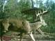 165 Gorgeous Acres with Amazing Creek Abundant Wildlife Secluded Living