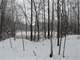 Hunting Land for Sale in Rosholt Marathon County Wisconsin Photo 3