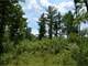 Buildable Acreage for Hunting Camp or Cabin in the Woods Photo 11