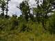 Buildable Acreage for Hunting Camp or Cabin in the Woods Photo 17