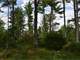 Buildable Acreage for Hunting Camp or Cabin in the Woods Photo 18