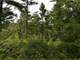 Buildable Acreage for Hunting Camp or Cabin in the Woods Photo 19