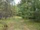 Buildable Acreage for Hunting Camp or Cabin in the Woods Photo 1