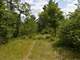Buildable Acreage for Hunting Camp or Cabin in the Woods Photo 2