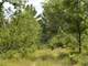 Buildable Acreage for Hunting Camp or Cabin in the Woods Photo 3