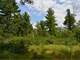 Buildable Acreage for Hunting Camp or Cabin in the Woods Photo 4
