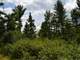 Buildable Acreage for Hunting Camp or Cabin in the Woods Photo 5