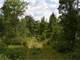 Buildable Acreage for Hunting Camp or Cabin in the Woods Photo 6