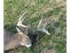 Trophy Whitetail Hunting in Buffalo County Wisconsin Photo 1