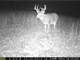 Trophy Whitetail Hunting in Buffalo County Wisconsin Photo 7