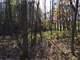 Acre Wooded Marquette County Parcel with Trophy Whitetails Photo 17