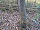 Acre Wooded Marquette County Parcel with Trophy Whitetails Photo 4