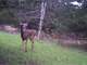 Hunting Property Located in Juneau County WI Photo 13