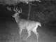Hunting Property Located in Juneau County WI Photo 15