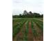 19.1 Acres Fenced in Produce Farm with Cattle Raising Capability Cabin