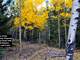 Colorado Elk Hunting - Mtn. Property with Cabin Pad-Camp Site Ready Photo 11