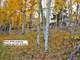 Colorado Elk Hunting - Mtn. Property with Cabin Pad-Camp Site Ready Photo 8