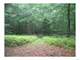 230 Wooded Acres a Hunters Dream