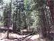 Heavily Wooded Property Bordering Government Land Photo 8