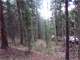 Heavily Wooded Property Bordering Government Land Photo 9