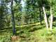 274 Acres Prime Hunting Land in the U.P. Mich