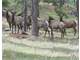 289 Acres Elk Deer Turkey Springs Little Klickitat River