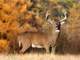 29-Acres Land Near Orr MN Which in the Heart the 10000 Lakes