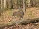 3Br Farm House ON 54.6 Acres in Noble County Ohio