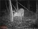 400 Acres Excellent Hunting and Income Land in MN
