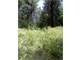 Hunters Paradise 24.91 Acres Creek Views Privacy Close Forest Photo 6