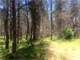 Hunting Retreat with Fourty Wooded Acres Photo 17