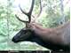 120 Acres Near Millersburg Mi. Elk Bear Turkey Deer. Half Ownership For Photo 4