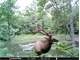 120 Acres Near Millersburg Mi. Elk Bear Turkey Deer. Half Ownership For Photo 5