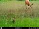 120 Acres Near Millersburg Mi. Elk Bear Turkey Deer. Half Ownership For Photo 7