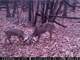 Trophy Hunting Property in Buffalo County WI Photo 16