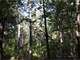 Wilkes County GA 247 Acres Timber Investment Hunting 2 Large Creeks Photo 3
