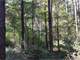 Wilkes County GA 247 Acres Timber Investment Hunting 2 Large Creeks Photo 6