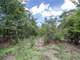 Great Acres Hunting Land Just Off I-45 Photo 10