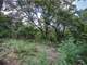 Great Acres Hunting Land Just Off I-45 Photo 11
