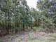 Great Acres Hunting Land Just Off I-45 Photo 13