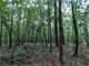 Acres Bear Deer or Homesite