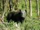 Acres Joins U S National Forest