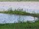 Acres in Lasalle and Catahoula Parishes
