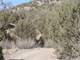 Alamo Canyon Ranch in Hondo New Mexico with Barbary Sheep