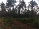 Allenville Nashville GA Offers Many Wildlife Habitat Areas