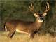 Aspen Cove Colo. Prime Hunting Opportunity Easement Private Lake